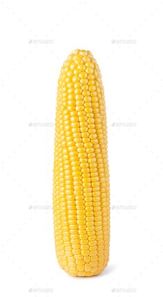 an ear of corn on a white background - stock photo - images