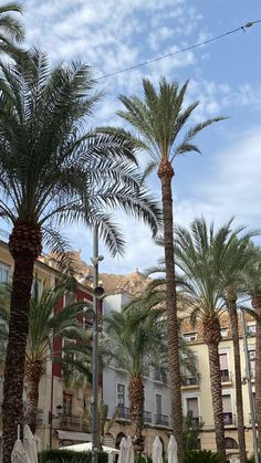 palm trees and umbrellas line the street in front of buildings