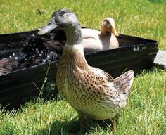 two ducks are standing in the grass next to an empty box that is filled with water