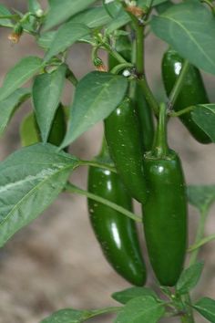 green peppers growing on a plant with leaves