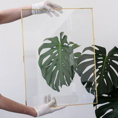 two hands in white gloves are holding a gold frame with a monster's leaf on it