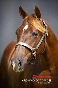 a brown horse with blonde hair standing in front of a gray background and the words arc who do you see?