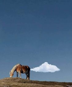 a brown horse standing on top of a dry grass covered hill under a blue sky