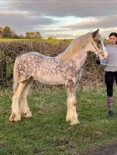 Cob Horse, Star Stable Online, Cute Horse Pictures, Horse Anatomy, Clydesdale Horses, Draft Horse, Horse Inspiration