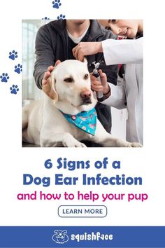 a dog is being examined by a vet in front of a blue and white background