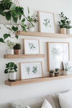 some potted plants are hanging on the wall above a couch and two framed pictures