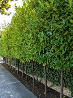 a row of green trees next to a sidewalk