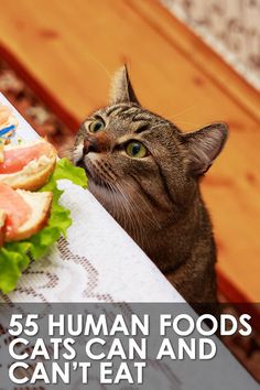 a cat looking up at a sandwich on a table with the caption, 55 human foods cats can and can't eat