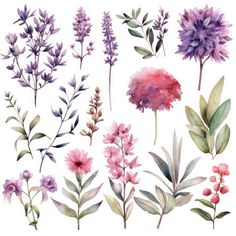 watercolor flowers and leaves are shown in different colors on the white background, including pinks, purples, and green