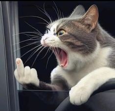 a cat yawns while sitting on a car seat with its mouth wide open