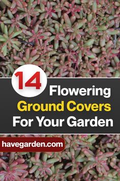 Some ground covers can be aggressive spreaders