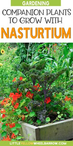 a garden filled with lots of flowers and plants next to the words, gardening companion plants to grow with nasturum