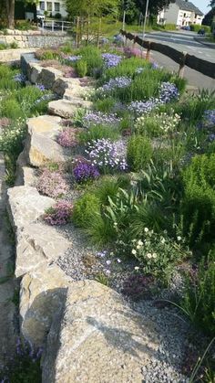 a rock garden with flowers growing on it