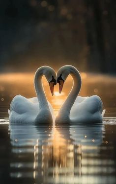 two white swans making a heart shape in the water at sunset with their necks touching