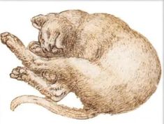 a drawing of a cat laying on its back with it's paw curled up