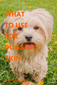 a small white dog standing on top of a lush green grass covered field with text overlay that reads, what to use for dogs dry skin