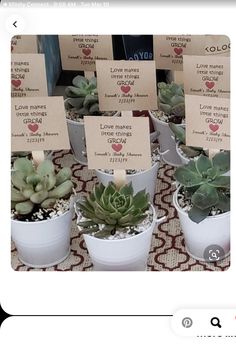 there are many potted succulents on display for sale at the market