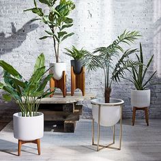 three potted plants sitting next to each other in front of a white brick wall