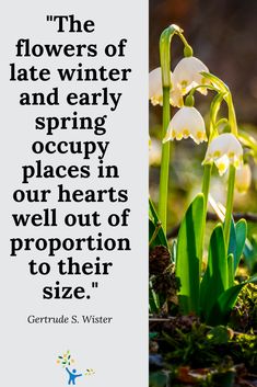 the flowers of late winter and early spring occupy places in our hearts well out of proportion to their size