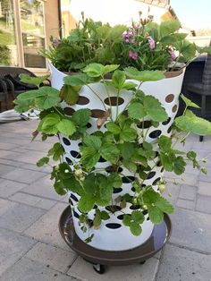 a potted plant sitting on top of a cart filled with green leaves and plants