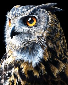 an owl with orange eyes on a black background