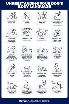 understanding your dog's body language Itchy Dog, Dog Body Language, Dog Remedies, Dog Wellness, Dog Language, Dog Information, 강아지 그림, Dog Facts, Dog Care Tips