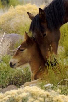 two brown horses standing next to each other on a lush green field covered in yellow flowers