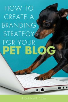 a dog sitting on top of a laptop computer with the title how to create a branding strategy for your pet blog