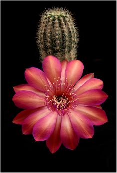 a large pink flower sitting next to a green cactus