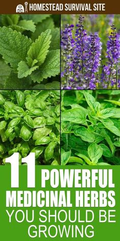 the 11 powerful medical herbs you should be growing