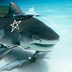 an image of a shark on the ocean floor with arrows pointing up to it's head