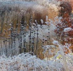 the grass is covered in ice and frost as it sits next to other plants with snow on them