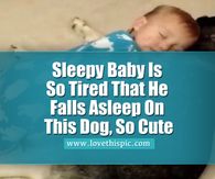 a baby sleeping on top of a bed with the caption sleepy baby is so tired that he falls asleep on this dog, so cute