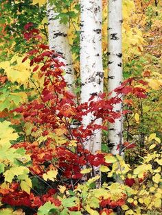 some trees that are next to each other in the woods with autumn leaves on them