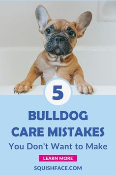 a dog sitting on top of a bath tub with the words 5 bulldog care mistakes you don't want to make