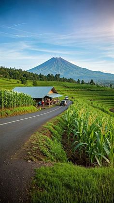 an open road leading to a corn field with a mountain in the background