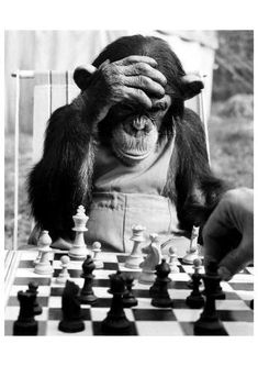 a chimpan sitting at a chess board