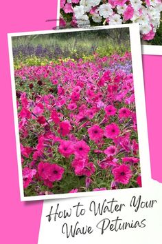 pink petunias in a garden Garden Help, Good Environment, Blog Video, Water Waves, Gardening For Beginners, Petunias, Hanging Baskets, Remember When