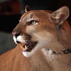 a close up of a mountain lion with its mouth open