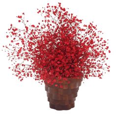 a vase with red flowers in it on a white background