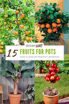 an assortment of fruit trees in pots with text overlay that reads 15 fruits for pots easy to grow for beginners