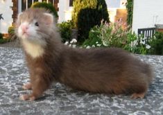 a ferret standing on top of a cement ground next to a house and bushes