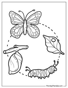 the letter c is for butterfly coloring page with two butterflies flying over leaves and one caterpi