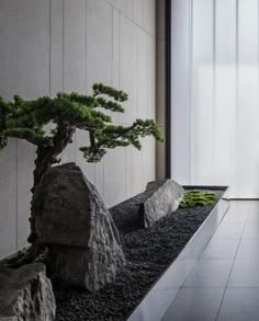 a bonsai tree in front of a wall with rocks and grass on the ground