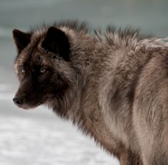 a wolf standing in the snow looking off into the distance