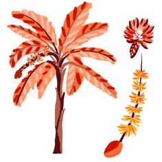 Bananeira e cacho de banana em tons terrosos : vermelho, laranja e marrom Tree Vector, Banana Tree, Tree Illustration, Tree Painting, Earthy Tones, Lehenga, Stock Illustration, Photo Image, Royalty Free Stock Photos