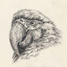 a pencil drawing of a parrot's head