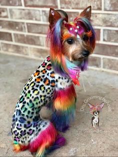 a small dog with multicolored hair sitting on the ground next to a brick wall