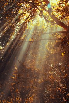 the sun shines through the trees and leaves in an autumn forest with yellow foliage