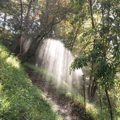 the sun is shining through the trees and water coming out of the hole in the ground